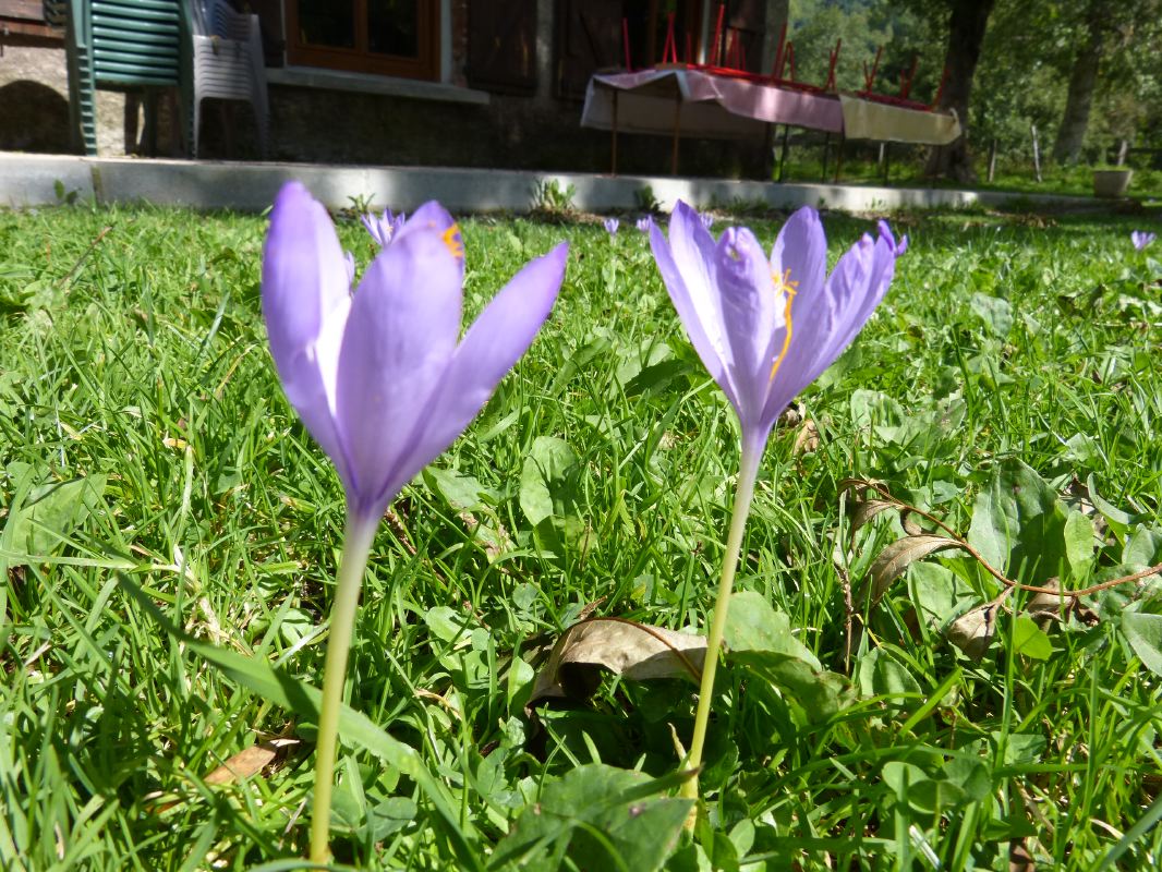 1-Adervielle-crocus d'automne