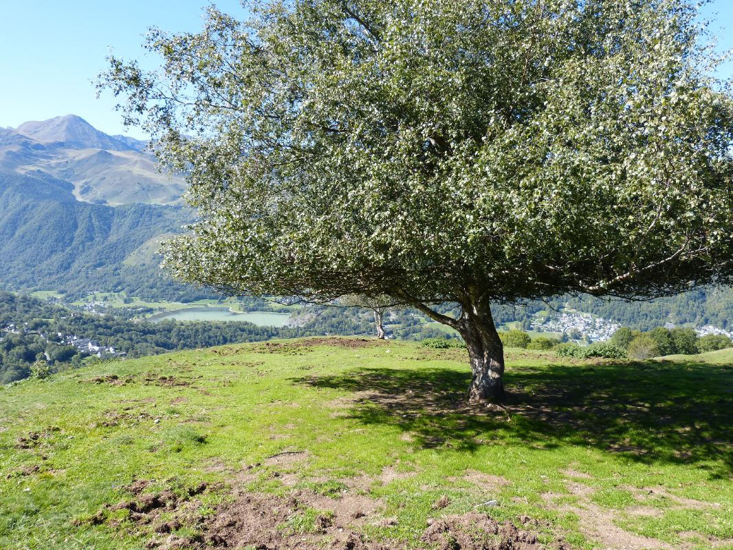 52-en vue du lac de Génos,bouleau taillé par les vaches et chevaux